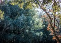 Il bosco di Burgensatico
